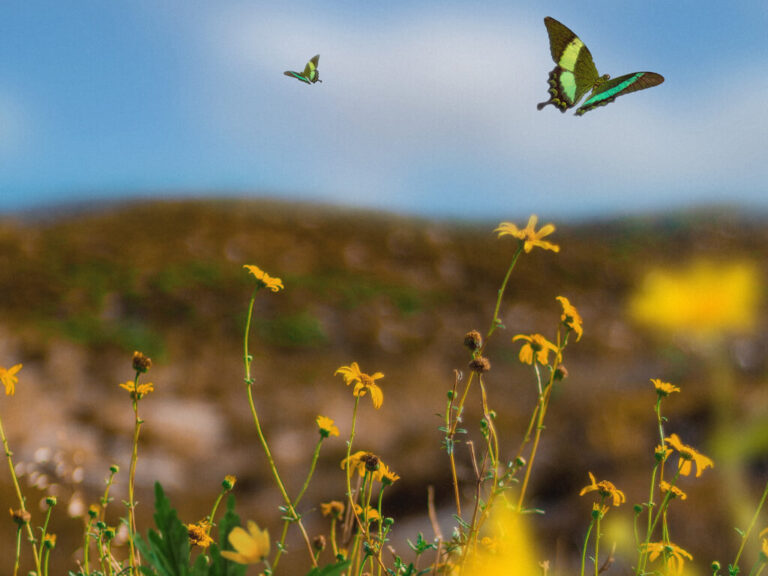 A importância da gestão de resíduos à natureza: um chamado à ação